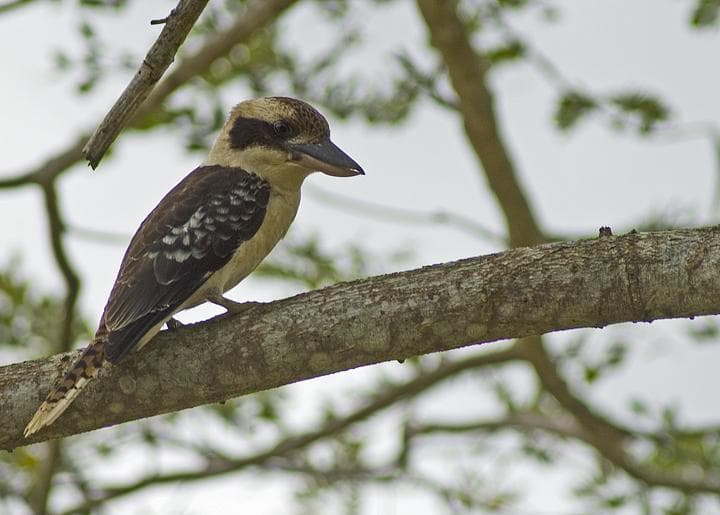 Kokkaburra
